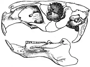 EB1911 Rodentia - Skull of the Capybara.jpg