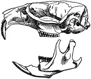 EB1911 Rodentia - Skull of the Muskrat.jpg