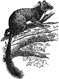 EB1911 Rodentia - Zenker's Scaly-tailed Squirrel.jpg