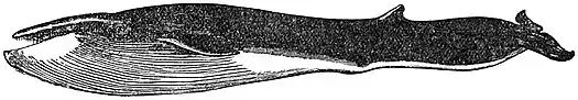 EB1911 Rorqual - Common Rorqual.jpg