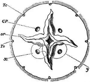 EB1911 Scyphomedusae - Aurelia aurita - Subumbrella.jpg