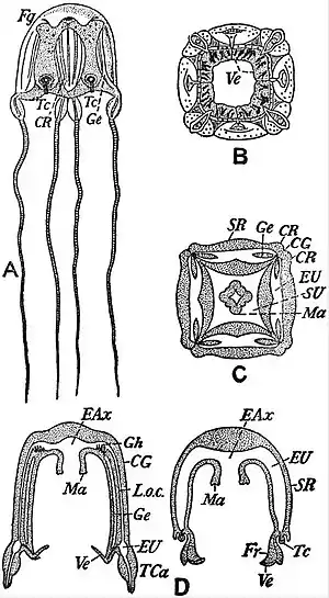 EB1911 Scyphomedusae - Charybdaea marsupialis.jpg