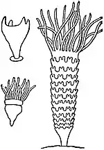 EB1911 Scyphomedusae - Development of Aurelia.jpg