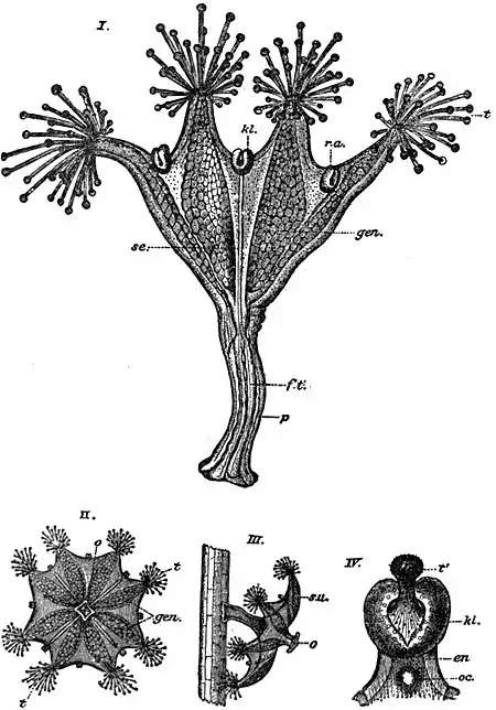 EB1911 Scyphomedusae - Haliclystus auricula.jpg