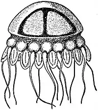 EB1911 Scyphomedusae - Periphylla regina.jpg