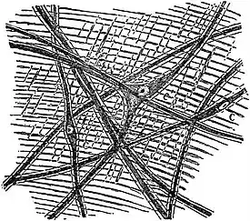 EB1911 Scyphomedusae - Scattered Nerve Ganglion Cells.jpg