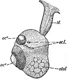 EB1911 Scyphomedusae - Tentaculocyst of Charybdaea marsupialis.jpg