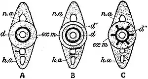 EB1911 Selachians - vertebra diagrams.jpg