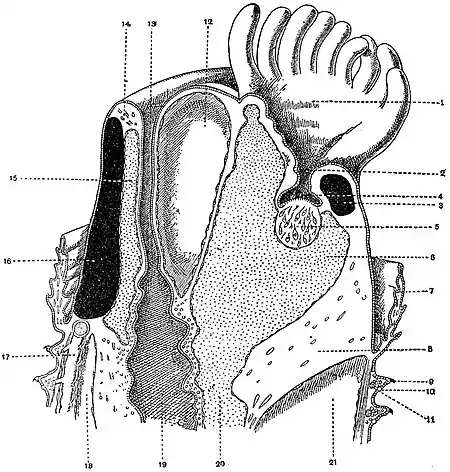 EB1911 Sipunculoidea - Physcosoma.jpg