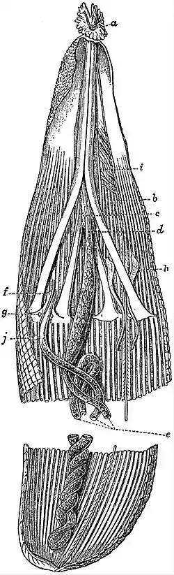 EB1911 Sipunculoidea - Sipunculus nudus (1).jpg