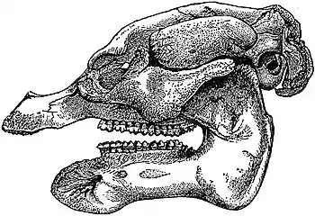 EB1911 Sirenia - Skull of African Manati.jpg