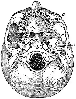 EB1911 Skull - norma basalis.jpg