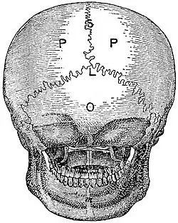 EB1911 Skull - norma occipitalis.jpg