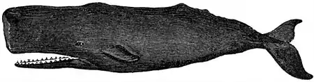 EB1911 Sperm-Whale.jpg