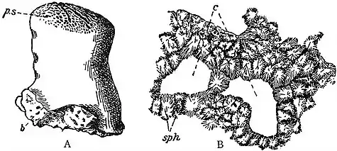 EB1911 Sponges - Astrosclera willeyana.jpg