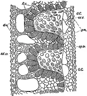 EB1911 Sponges - Bathydorus fimbriatus.jpg