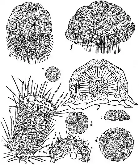 EB1911 Sponges - Development of Sycon raphanus.jpg