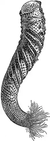 EB1911 Sponges - Euplectella aspergillum.jpg