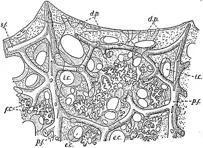 EB1911 Sponges - Euspongia officinalis (1).jpg