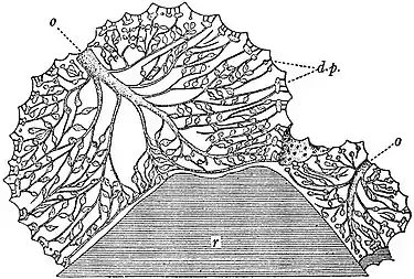 EB1911 Sponges - Euspongia officinalis (3).jpg