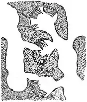 EB1911 Sponges - Euspongia officinalis (4).jpg