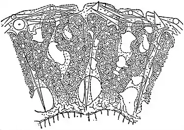 EB1911 Sponges - Heteropegma nodus-gordii.jpg