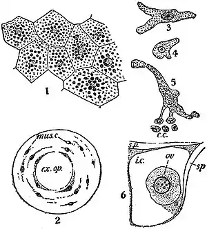 EB1911 Sponges - Histology.jpg