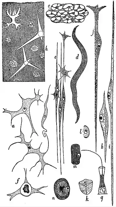 EB1911 Sponges - Histology (2).jpg