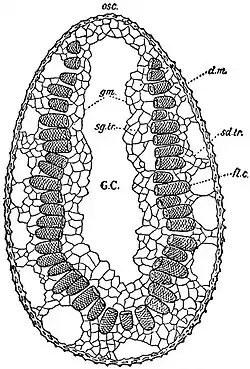 EB1911 Sponges - Lanuginella pupa.jpg