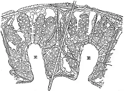 EB1911 Sponges - Leucilla connexiva.jpg