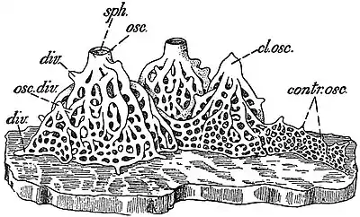 EB1911 Sponges - Leucosolenia clathrus.jpg