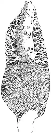 EB1911 Sponges - Leucosolenia tripodifera.jpg