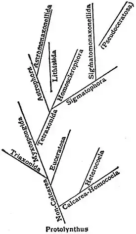 EB1911 Sponges - Phylogenetic Tree.jpg