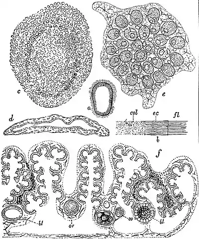 EB1911 Sponges - Plakina monclopha (1).jpg