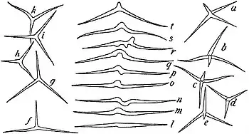 EB1911 Sponges - Plakina monclopha (2).jpg