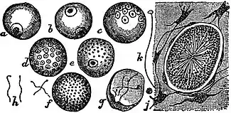 EB1911 Sponges - Spermatozoa.jpg