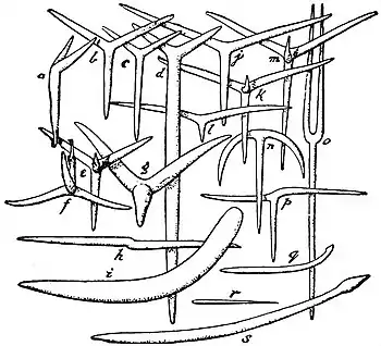 EB1911 Sponges - Spicules of Calcareous Sponges.jpg