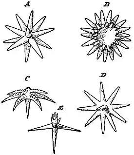 EB1911 Sponges - Spicules of Heteractinellida.jpg