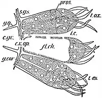 EB1911 Sponges - Sycon carteri.jpg