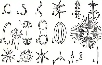 EB1911 Sponges - Typical Microscleres.jpg