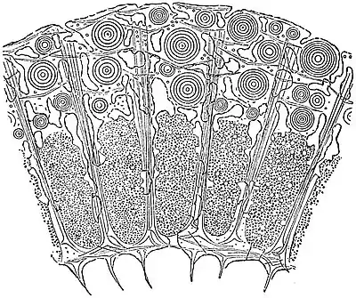 EB1911 Sponges - Ute argentea.jpg