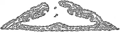 EB1911 Sponges - section of a Rhagon.jpg