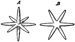 EB1911 Sponges - spicules of Astraeospongia.jpg