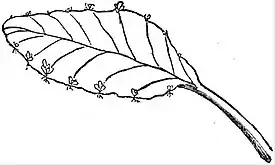 EB1911 Stem - Leaf of Bryophyllum calycinum.jpg