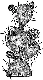 EB1911 Stem - Opuntia monacanthia.jpg