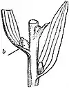 EB1911 Stem - Stem of Bulbiferous Lily.jpg