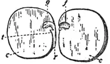 EB1911 Stem Fig 2.png