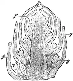 EB1911 Stem Fig 3.png