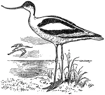 EB1911 Stilt - Avocet.jpg