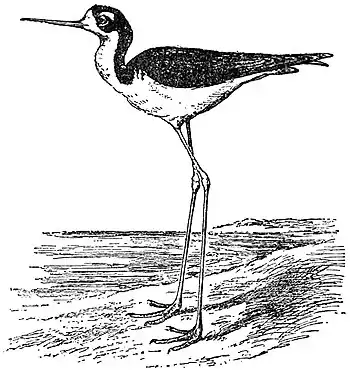 EB1911 Stilt - Black-necked American Stilt.jpg